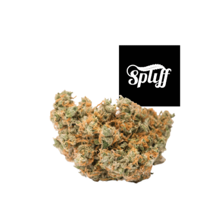 Jack Herer